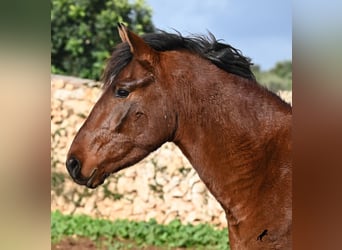 PRE Mix, Hengst, 2 Jaar, 154 cm, Bruin