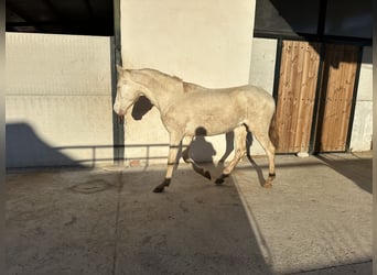 PRE, Hengst, 2 Jaar, 154 cm, Cremello