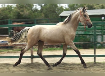 PRE Mix, Hengst, 2 Jaar, 155 cm, Falbe