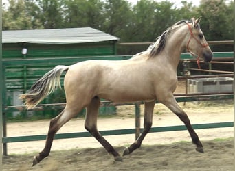 PRE Mix, Hengst, 2 Jaar, 155 cm, Falbe