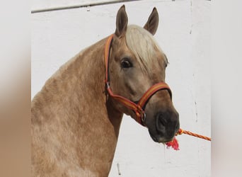 PRE, Hengst, 2 Jaar, 155 cm, Palomino