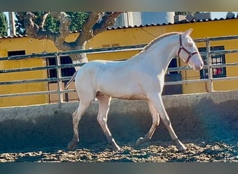 PRE, Hengst, 2 Jaar, 155 cm, Perlino