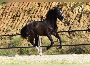 PRE, Hengst, 2 Jaar, 155 cm, Zwart