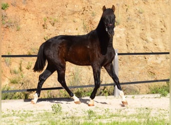 PRE, Hengst, 2 Jaar, 155 cm, Zwart