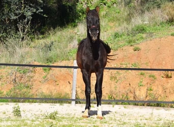 PRE, Hengst, 2 Jaar, 155 cm, Zwart