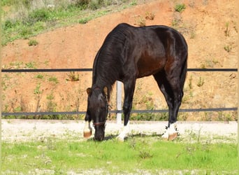 PRE, Hengst, 2 Jaar, 155 cm, Zwart