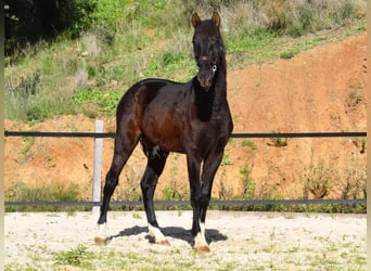 PRE, Hengst, 2 Jaar, 155 cm, Zwart