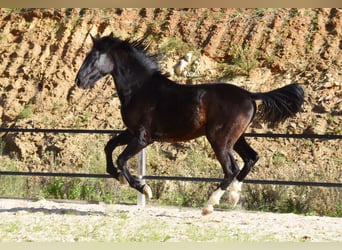 PRE, Hengst, 2 Jaar, 155 cm, Zwart