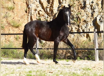 PRE, Hengst, 2 Jaar, 155 cm, Zwart