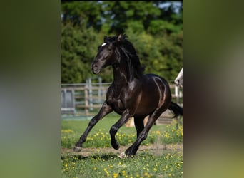 PRE Mix, Hengst, 2 Jaar, 155 cm, Zwart