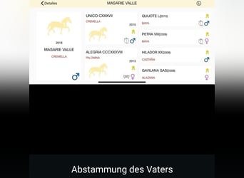 PRE Mix, Hengst, 2 Jaar, 155 cm, Zwart