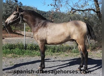 PRE, Hengst, 2 Jaar, 156 cm, Buckskin