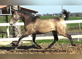 PRE, Hengst, 2 Jaar, 156 cm, Buckskin