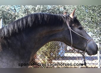 PRE, Hengst, 2 Jaar, 156 cm, Buckskin