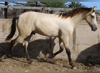 PRE, Hengst, 2 Jaar, 156 cm, Buckskin