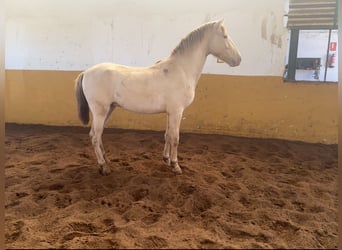 PRE Mix, Hengst, 2 Jaar, 157 cm, Perlino