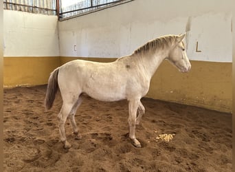 PRE Mix, Hengst, 2 Jaar, 157 cm, Perlino