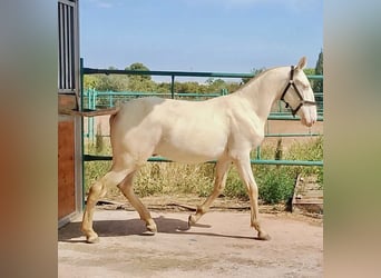 PRE, Hengst, 2 Jaar, 157 cm, Perlino