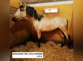 PRE Mix, Hengst, 2 Jaar, 157 cm