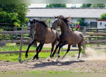 PRE, Hengst, 2 Jaar, 157 cm, Schimmel