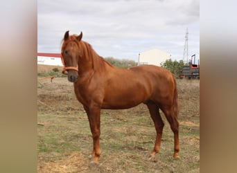 PRE Mix, Hengst, 2 Jaar, 157 cm, Vos