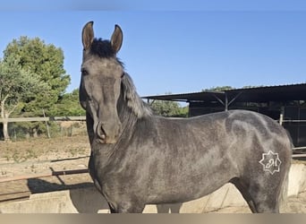 PRE, Hengst, 2 Jaar, 158 cm, Blauwschimmel