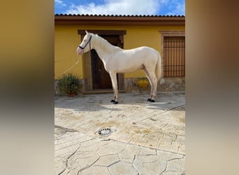 PRE Mix, Hengst, 2 Jahre, 158 cm, Cremello