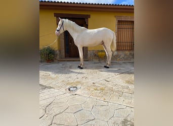 PRE Mix, Hengst, 2 Jahre, 158 cm, Cremello