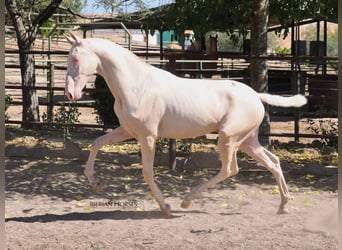 PRE Mix, Hengst, 2 Jaar, 158 cm, Cremello