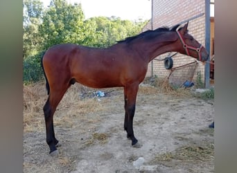 PRE, Hengst, 2 Jaar, 158 cm, Roodbruin