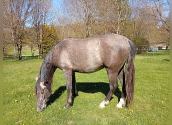 PRE, Hengst, 2 Jaar, 158 cm, Schimmel