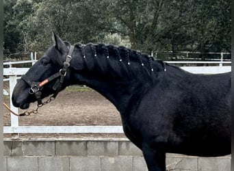 PRE Mix, Hengst, 2 Jaar, 158 cm, Schimmel