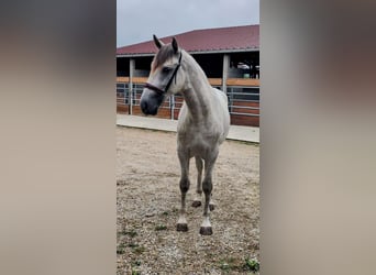 PRE Mix, Hengst, 2 Jaar, 158 cm, Schimmel