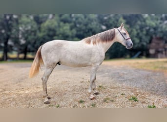 PRE Mix, Hengst, 2 Jaar, 158 cm, Schimmel