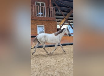 PRE Mix, Hengst, 2 Jaar, 158 cm, Schimmel