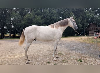 PRE Mix, Hengst, 2 Jaar, 158 cm, Schimmel