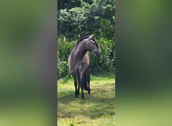 PRE Mix, Hengst, 2 Jaar, 158 cm, Schimmel