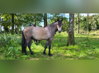 PRE Mix, Hengst, 2 Jaar, 158 cm, Schimmel