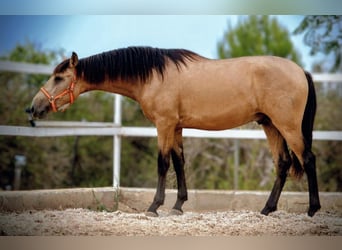 PRE Mix, Hengst, 2 Jaar, 159 cm, Buckskin