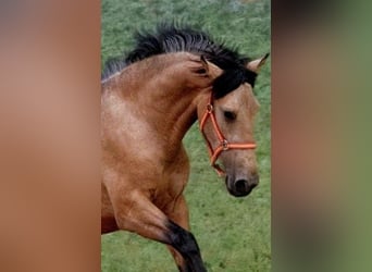 PRE Mix, Hengst, 2 Jaar, 159 cm, Buckskin
