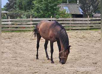 PRE, Hengst, 2 Jaar, 159 cm, kan schimmel zijn