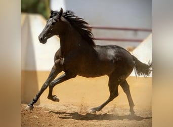 PRE Mix, Hengst, 2 Jaar, 159 cm, Zwart