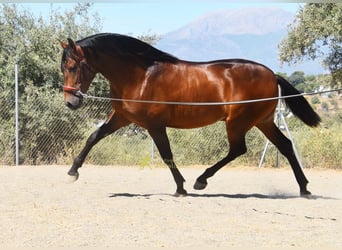 PRE, Hengst, 2 Jaar, 160 cm, Bruin