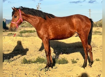 PRE Mix, Hengst, 2 Jaar, 160 cm, Bruin