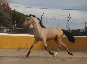 PRE Mix, Hengst, 2 Jaar, 160 cm, Falbe