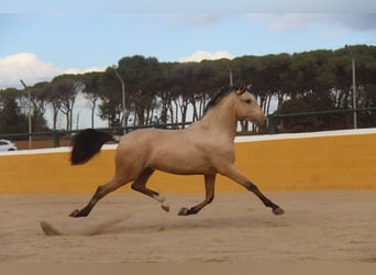 PRE Mix, Hengst, 2 Jaar, 160 cm, Falbe