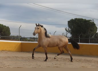 PRE Mix, Hengst, 2 Jaar, 160 cm, Falbe