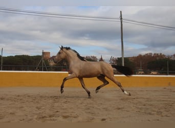 PRE Mix, Hengst, 2 Jaar, 160 cm, Falbe