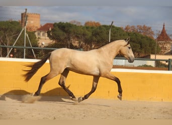 PRE Mix, Hengst, 2 Jaar, 160 cm, Falbe