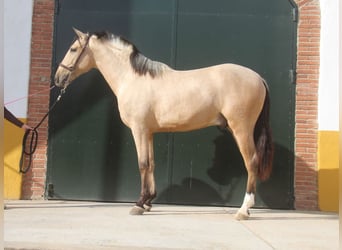 PRE Mix, Hengst, 2 Jaar, 160 cm, Falbe